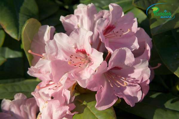Rhododendron Oktavia